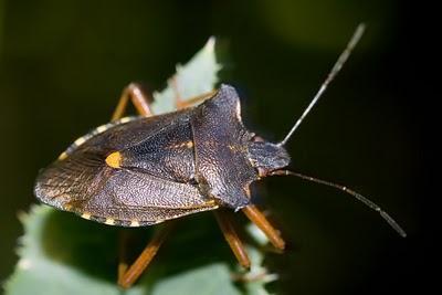 Los hemípteros: Chinches, Pulgones y Cigarras.