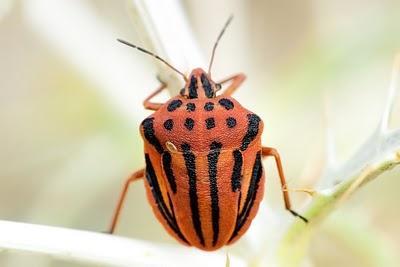 Los hemípteros: Chinches, Pulgones y Cigarras.