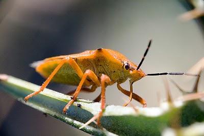 Los hemípteros: Chinches, Pulgones y Cigarras.