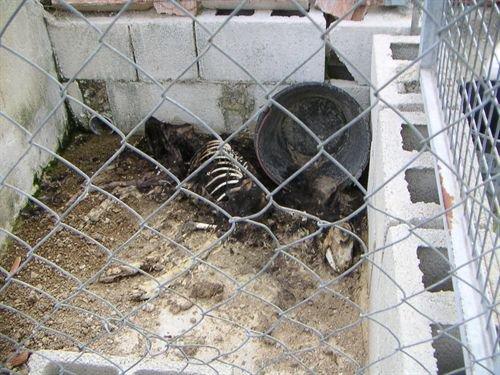 PACMA presenta una querella contra un cazador que dejó morir a sus perros en Benidoleig.