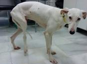 Nieve llamando nuestra puerta...(Sevilla)