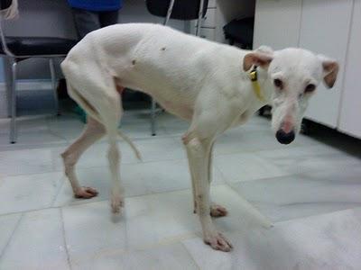 Nieve llamando a nuestra puerta...(Sevilla)