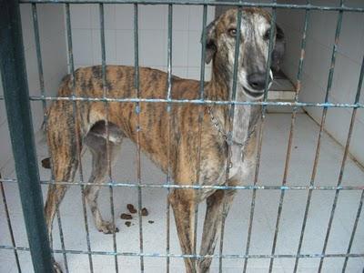 Entrada de galgos nuevos en la perrera de Jerez (Sacrificio inminente)