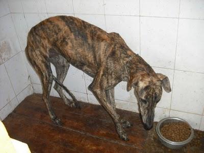 Entrada de galgos nuevos en la perrera de Jerez (Sacrificio inminente)