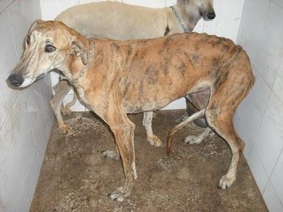 Entrada de galgos nuevos en la perrera de Jerez (Sacrificio inminente)