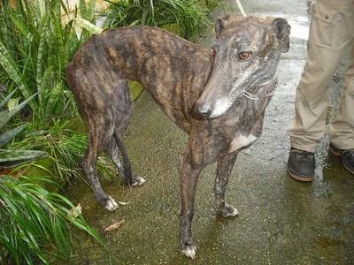 Entrada de galgos nuevos en la perrera de Jerez (Sacrificio inminente)
