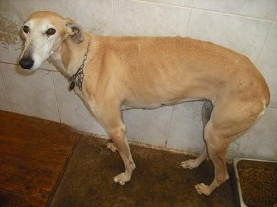 Entrada de galgos nuevos en la perrera de Jerez (Sacrificio inminente)