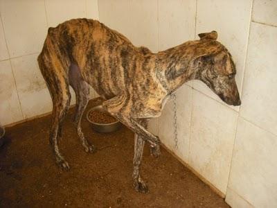 Entrada de galgos nuevos en la perrera de Jerez (Sacrificio inminente)