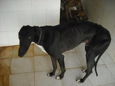 Entrada de galgos nuevos en la perrera de Jerez (Sacrificio inminente)