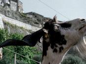 quattro volte, Italia 2010