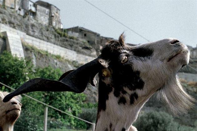 Le quattro volte, Italia 2010