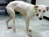 Nieve... terror cachorro (Sevilla)