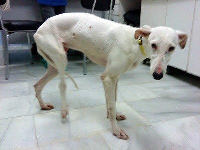 Nieve... el terror de un cachorro (Sevilla)