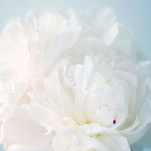 Sencillos centro de mesa con flores blancas