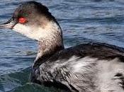 Zampullin cuellinegro-podiceps nigricollis-black necked grebe