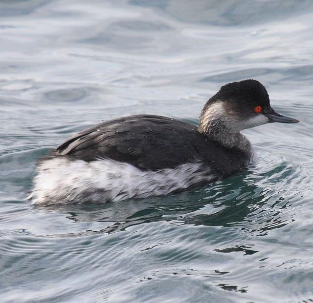 ZAMPULLIN CUELLINEGRO-PODICEPS NIGRICOLLIS-BLACK NECKED GREBE