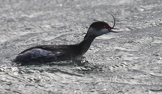 ZAMPULLIN CUELLINEGRO-PODICEPS NIGRICOLLIS-BLACK NECKED GREBE