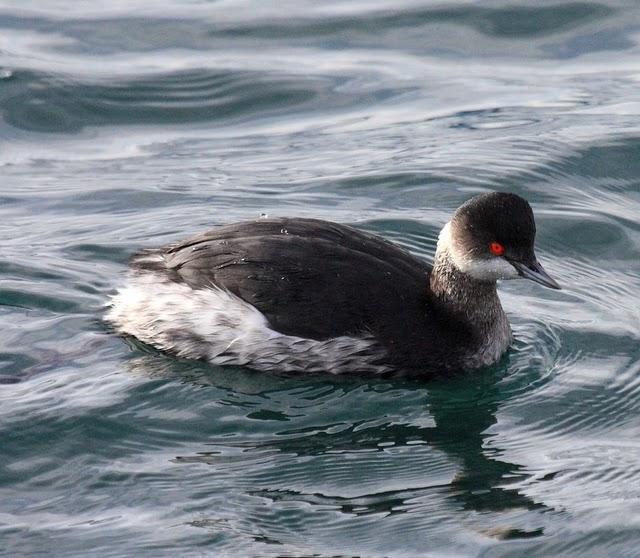 ZAMPULLIN CUELLINEGRO-PODICEPS NIGRICOLLIS-BLACK NECKED GREBE