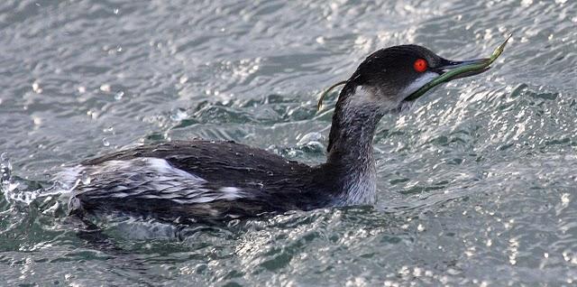 ZAMPULLIN CUELLINEGRO-PODICEPS NIGRICOLLIS-BLACK NECKED GREBE