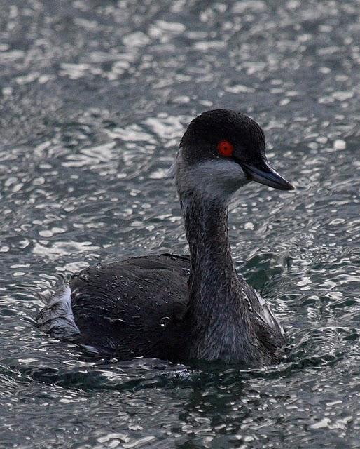 ZAMPULLIN CUELLINEGRO-PODICEPS NIGRICOLLIS-BLACK NECKED GREBE