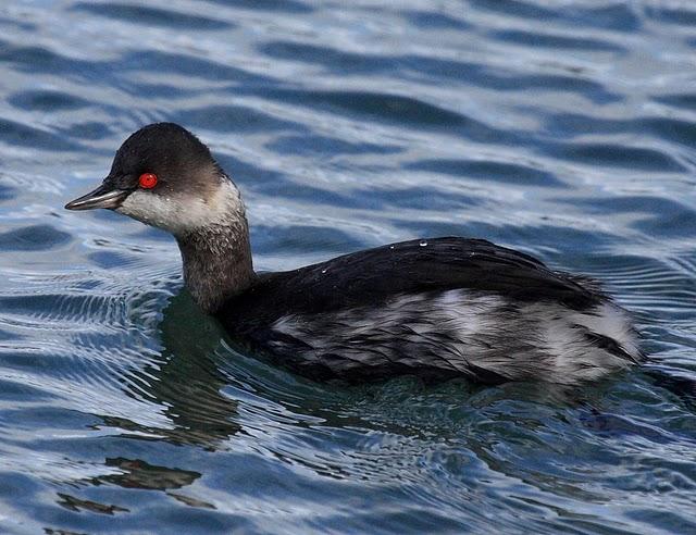 ZAMPULLIN CUELLINEGRO-PODICEPS NIGRICOLLIS-BLACK NECKED GREBE