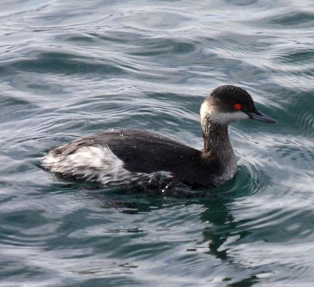 ZAMPULLIN CUELLINEGRO-PODICEPS NIGRICOLLIS-BLACK NECKED GREBE