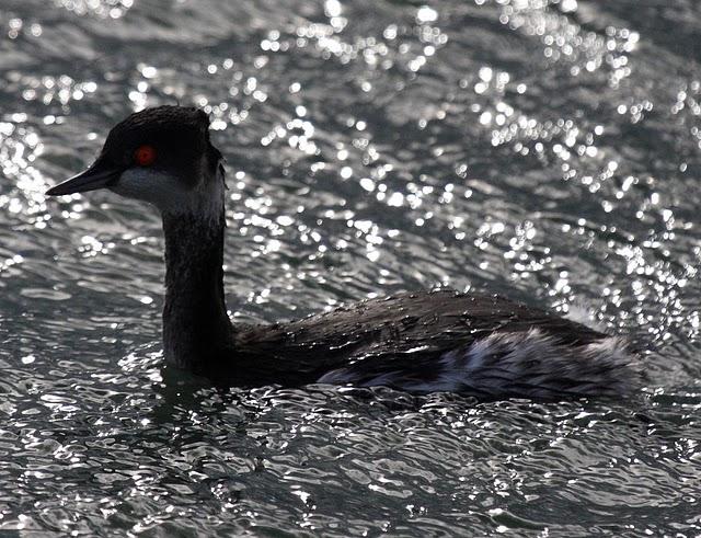 ZAMPULLIN CUELLINEGRO-PODICEPS NIGRICOLLIS-BLACK NECKED GREBE