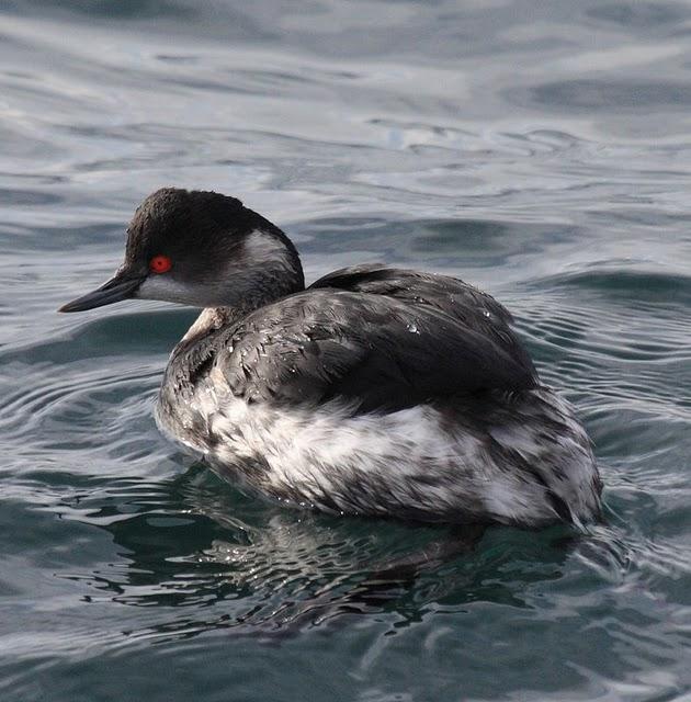 ZAMPULLIN CUELLINEGRO-PODICEPS NIGRICOLLIS-BLACK NECKED GREBE