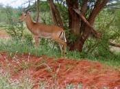 Excursiones safaris desde Nairobi