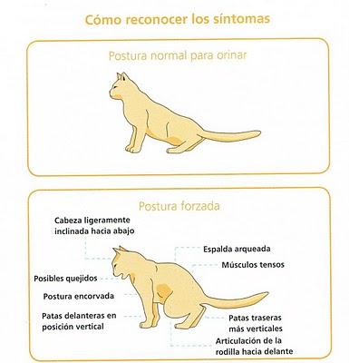 Enfermedad del Tracto Urinario Inferior Felino (FLUTD)