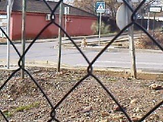SOS! En peligro: BETTY, podenquita abandonada, muy asustada y cruzando carreteras.CÓRDOBA.