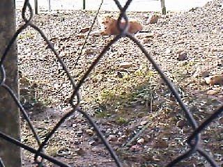 SOS! En peligro: BETTY, podenquita abandonada, muy asustada y cruzando carreteras.CÓRDOBA.