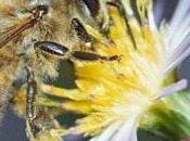 “zumbido” universal favor abejas