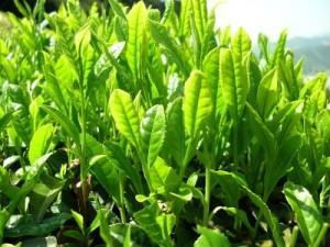 Te Verde 300x225 Los beneficios para la salud del té verde