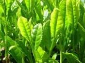 beneficios para salud verde