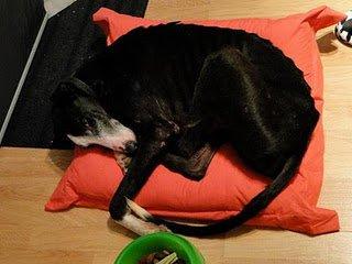 Cleopatra(Madrid) Otra galga recogida al límite de sus fuerzas