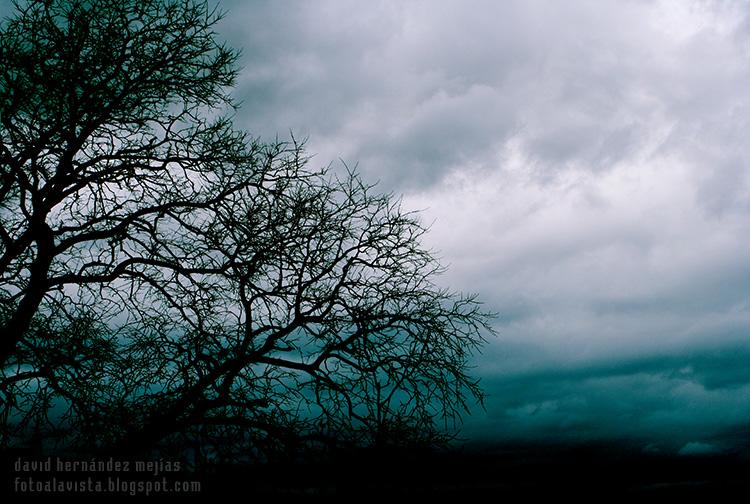 Vista de arbol recortado sobre el cielo nublado de Cazorla, Jaén, desde el cerro del castillo