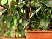 Cuidados plantas fertilización riego