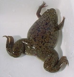 ¿Cómo funciona un test de embarazo?