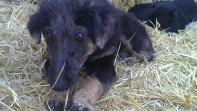 THOR, UN CACHORRO CON UNA VIDA LLENA DE SUFRIMIENTOS AL QUE NADIE QUIERE POR SU ASPECTO-MURCIA