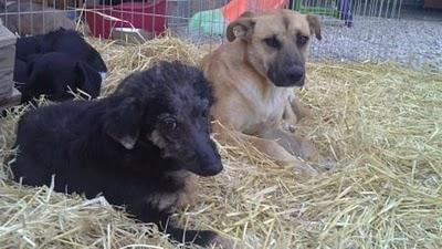 THOR, UN CACHORRO CON UNA VIDA LLENA DE SUFRIMIENTOS AL QUE NADIE QUIERE POR SU ASPECTO-MURCIA