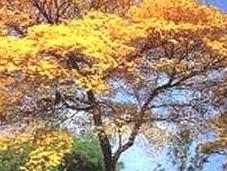 árboles nuestra vida