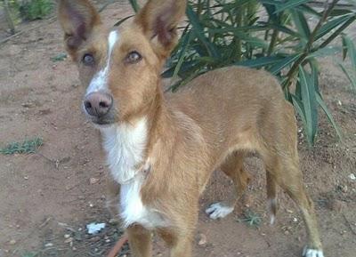 SOS PODENQUITA EN LA CALLE.