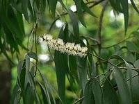Medicamentos naturales