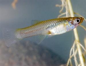 Hasta los peces lo saben: es mejor trabajar en grupo