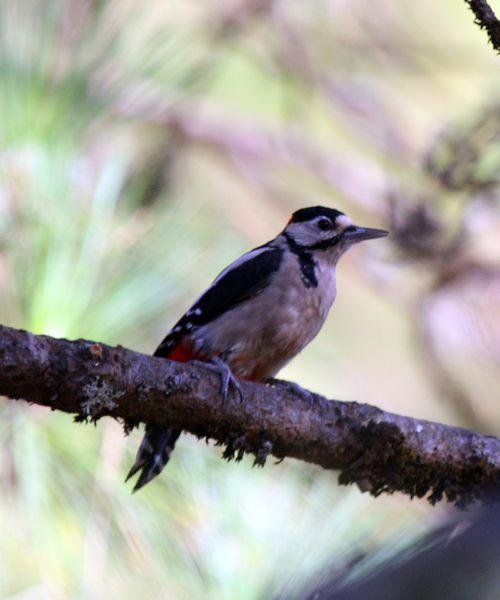 PICO PICAPINOS-DENDROCOPOS MAJOR-GREAT SPOTTED WOODPECKER