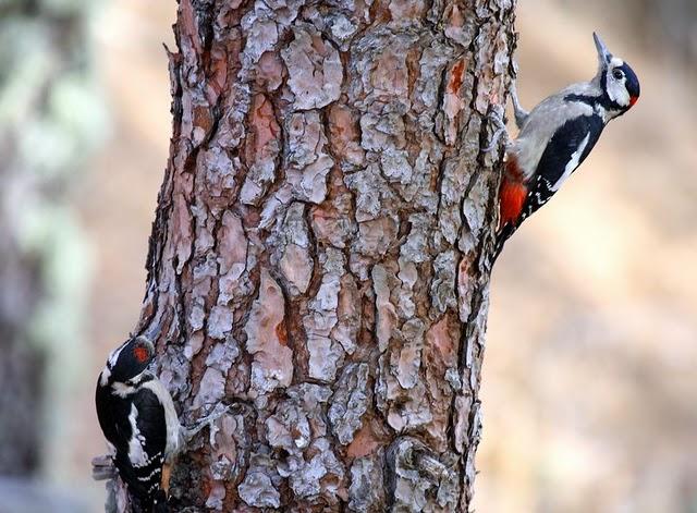 PICO PICAPINOS-DENDROCOPOS MAJOR-GREAT SPOTTED WOODPECKER