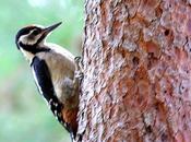 Pico picapinos-dendrocopos major-great spotted woodpecker