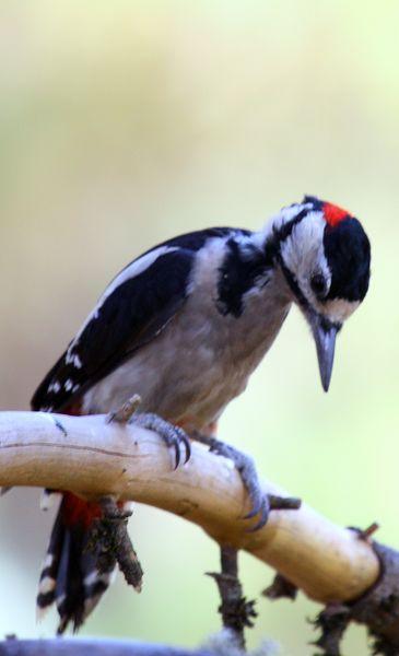 PICO PICAPINOS-DENDROCOPOS MAJOR-GREAT SPOTTED WOODPECKER