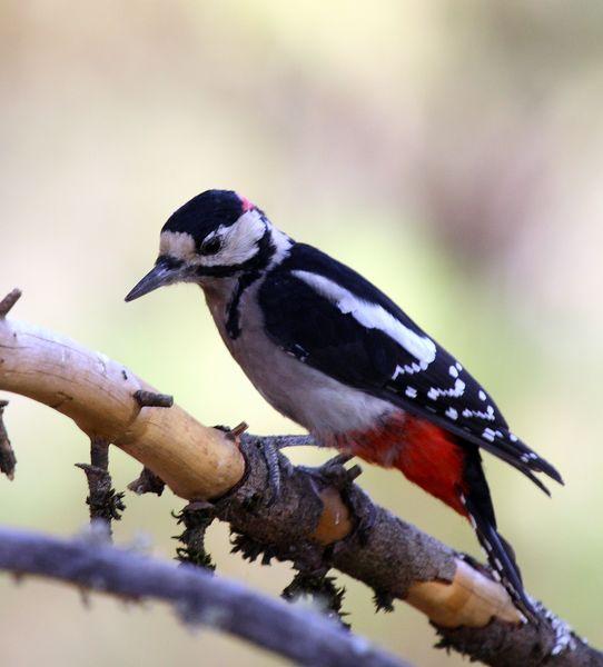 PICO PICAPINOS-DENDROCOPOS MAJOR-GREAT SPOTTED WOODPECKER